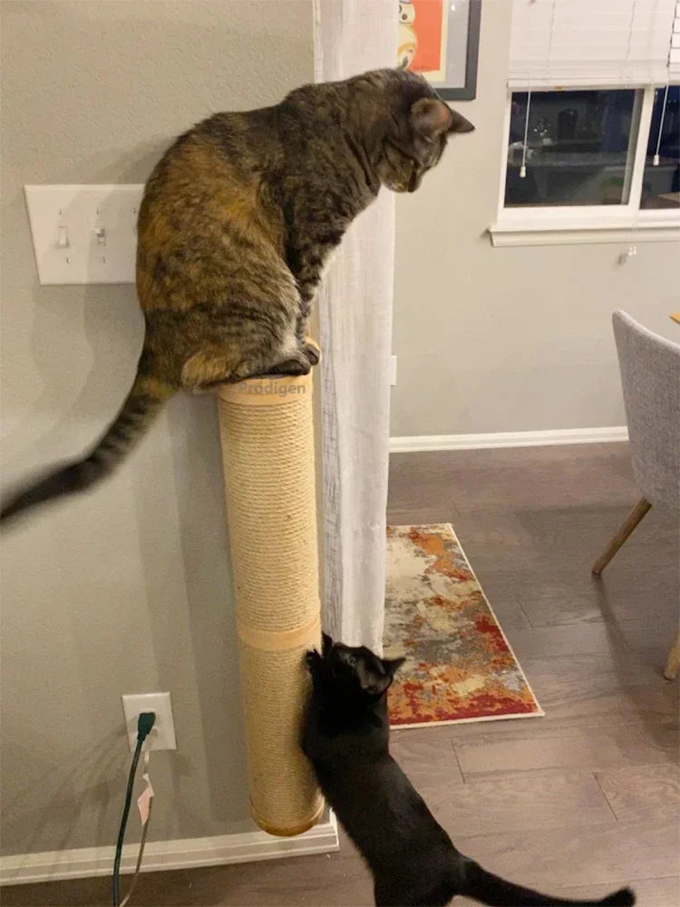 Two cats using the scratching post